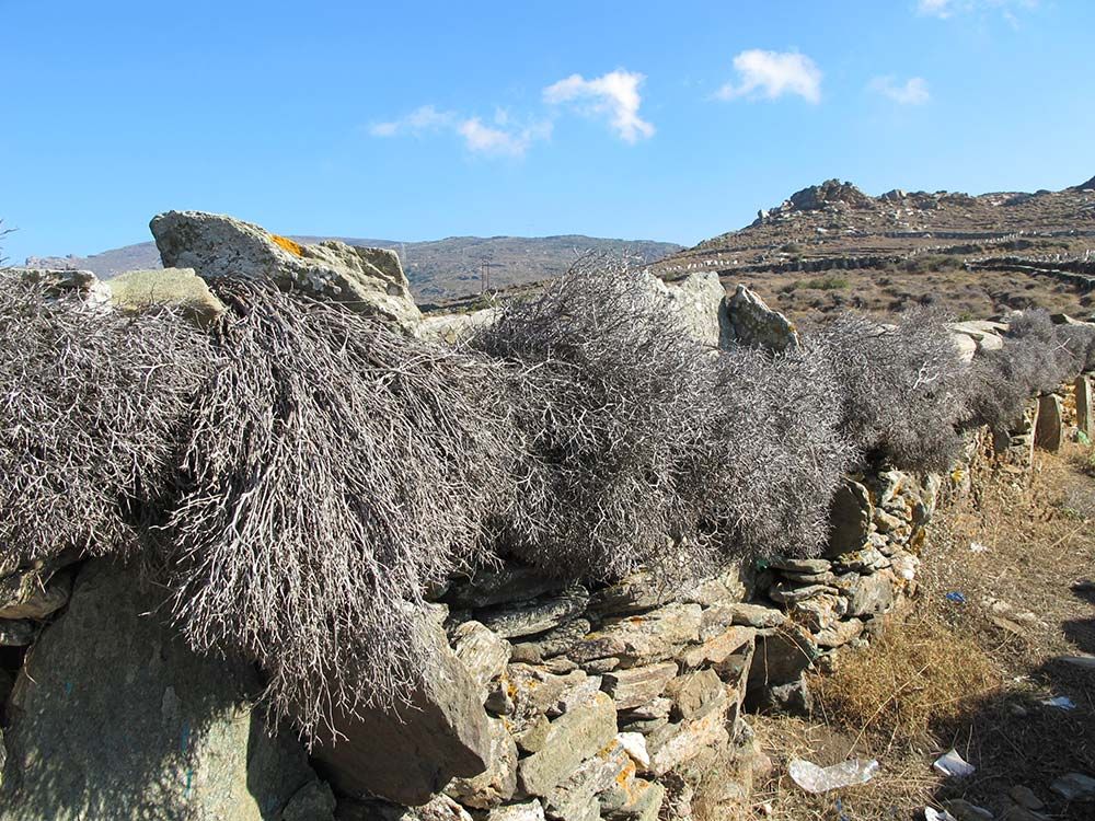 A dried holme bush barrier on a schist wall. (n.d.). Paul Donnelly. https://zagoraarchaeologicalproject.org/2012/10/30/traditional-schist-field-walls-of-andros/